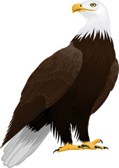 Bald eagle isolated on white - vector illustration