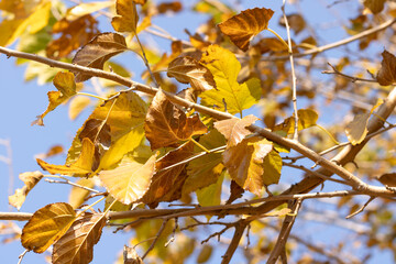 Yellow and dry leaves on a tree