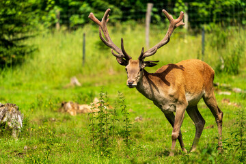 Prächtiger Rothirsch auf einer Lichtung