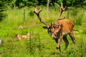 Prächtiger Rothirsch auf einer Lichtung