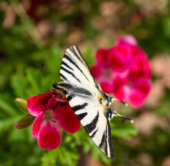 Closeup flamed butterfly on red geranium flower