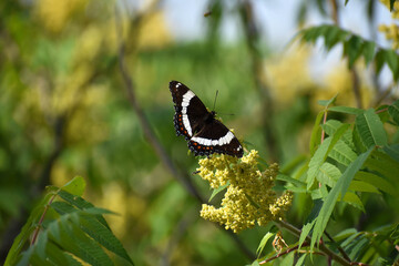 butterfly on a leaf