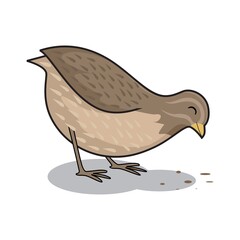 Quail Bird Cartoon Eating Animals Illustration