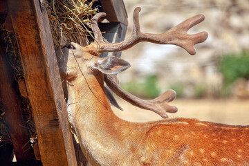 Fototapeta na wymiar Deer eats from a feeding trough . Animal with big Horns
