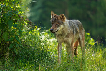 Wolf beim beobachten