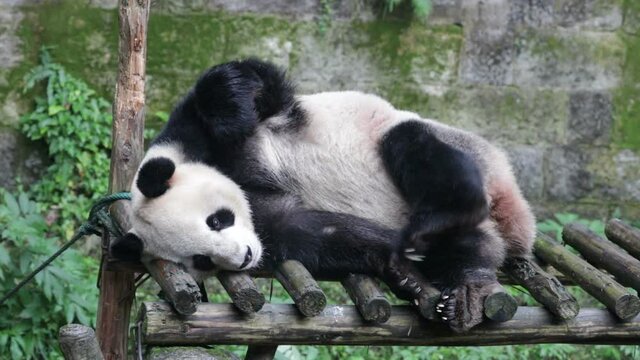 
Giant Panda is Scratching his Fur with his Paw, Chongqing, China
