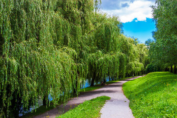 shady descent to the river, covered with willows