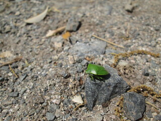 緑色のカメムシ