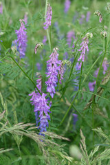 Forest plant Bird vetch (Vicia cracca) in the grass in summer