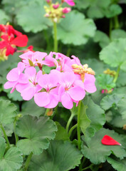 Pink pelargonium, indoor flower in a greenhouse, macro photography, selective focus.