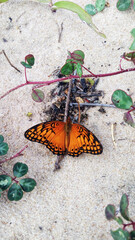 Fototapeta na wymiar butterfly in the field
