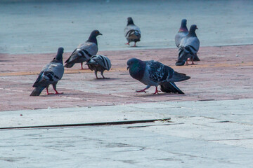 pigeons on the beach