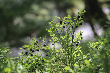 many wild berries attached to plant surrounded by green foliage 