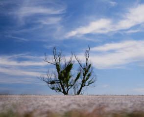 lonely tree roadside
