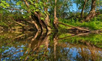 Bäume am Ufer des Eschbachs in Frankfurt