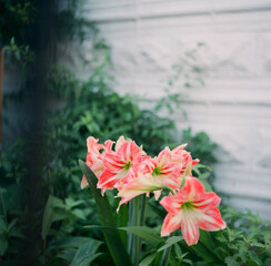 bouquet of flowers
