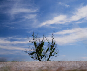 dead tree in the desert