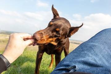 A man feeds a brown-and-tan Doberman Dobermann dog a treat with his hands lying on the green grass. Bottom view. Horizontal orientation.