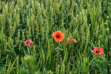 Red flowers of blooming poppies close-up on a background of green field.