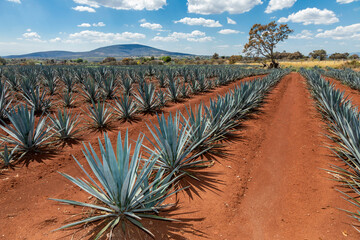 Tequila agave  lanscape - 363028333