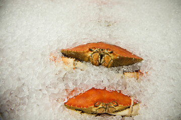 crab on ice
