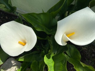 hermosas flores alcatraces desde casa 