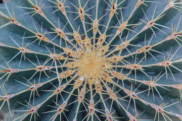 Closeup of the top of the Echinocactus grusonii as a background