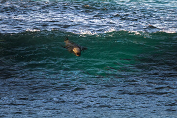 A seal chasing fishes in the wave, Sydney, Australia