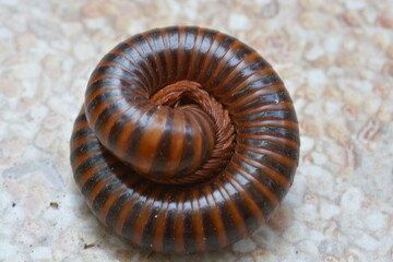 Millipedes are a group of arthropods 