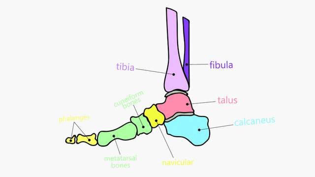 Colorful foot skeleton with bone names