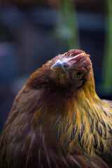 Leah the Windrunner Chicken Being Curious at the Photographer