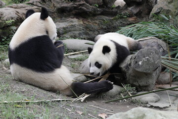Fototapeta na wymiar Mother Panda and her Cub, china