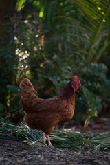 Rhode Island red chicken 