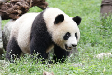 Obraz na płótnie Canvas Cute Giant Panda in China