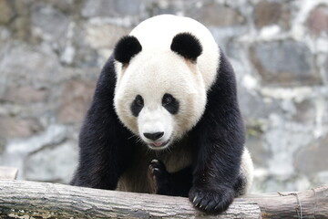 Obraz premium American Born Panda, Xiao Li Wu, Dujiangyan, China