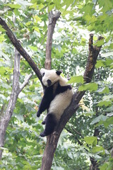 Obraz premium Funny Posture of Sleeping Panda on the Tree, China