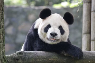 Gardinen Panda Cute Giant panda is Looking at the Camera, China  © foreverhappy