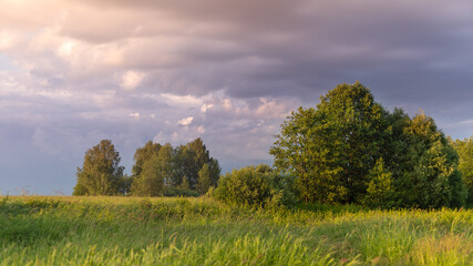 A field with green grass and few trees at sunset. High gras green meadow and a group of trees at sunset. Peaceful and relaxing nature.