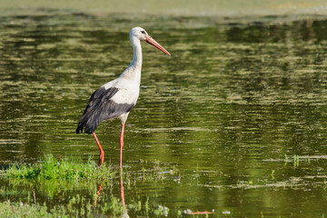 The stork walks on the water. Stork is looking for food in the pond.