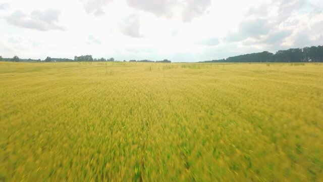 Ripening ears of meadow wheat field.  Rich harvest Concept. Сamera movement. Green yellow wheat field at sunny day. Botanical walks. Wheat ears sway in the wind.