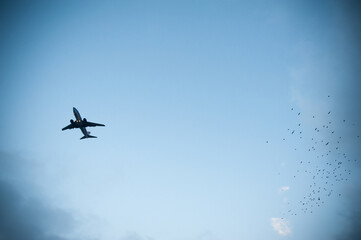 airplane in the sky with birds