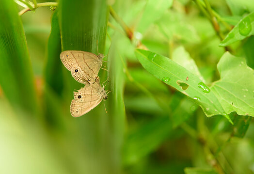  A pair of Carolina Satyr butterflies, mating deep in a lush green wetland are a valuable part of the biodiversity