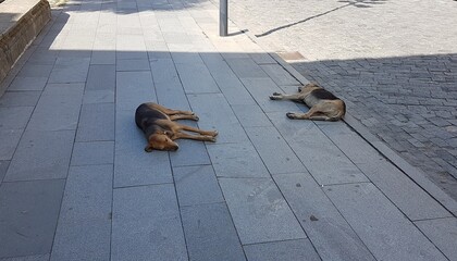 schlafende Hunde