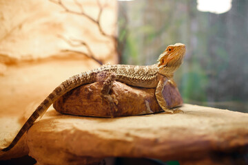 sand lizard in a terrarium, domestic life of pets, a dragon with brown spikes sitting on a stone...