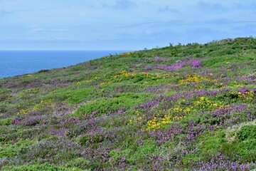 Obraz premium The beautiful flowers of the land of Frehel in Brittany. France