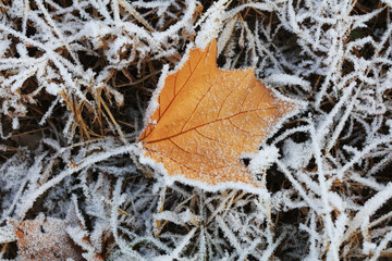 The withered leaves are in the frost and snow