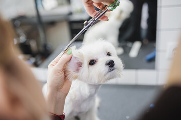 Maltese dog at grooming salon. Little smile dog.