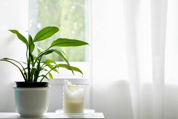 Peace lily plant and white candle by a window