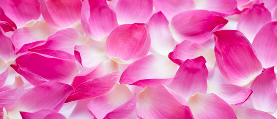 Pink lotus petals on white background.