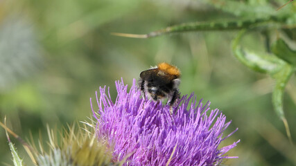 Common Carder Bee on a Scottish thistle in field